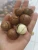 Import Raw Organic Bulk Nuts Macadamia nuts wholesale &amp; High Quality Grade macadamia nuts / from Vietnam