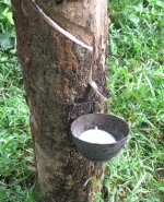 Rubber Latex Concentrated Latex Homogenized Latex