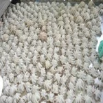 Sea Frozen Octopus Cleaned hot sales in Thailand