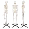 Size 33.5 High Quality Human Medical Anatomical Model With Neuro