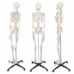 Size 33.5 High Quality Human Medical Anatomical Model With Neuro