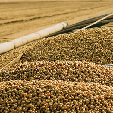 soybeans ukraine