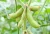 Import Super Food Soybeans with 60% Protein for Agriculture Large Glass Covered Greenhouses from China