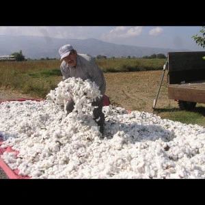 Top Quality Proud Turkish Direct from harvesting raw Cotton