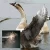 Import Washed Grey Goose Down 95% Lion Head Goose from China
