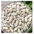 Import white kidney beans / butter bean / white bean Bulk Quantity High quality cheap rate Wholesale Dealer from USA