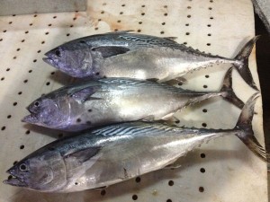 Whole bonito fish frigate tuna frozen fish