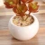 Import Wholesale Cute Small Artifical Succulent Plants With Ceramic Pot from China