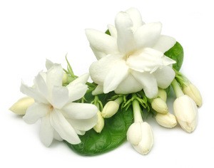 Wholesale Natural whitening moisturizing fresh organic jasmine hydrosol for skin care