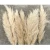 Import Wholesale Preserved Dried Pampas Grass natural decorative pampas grass Eternal Lasting Long dried flowers from China