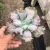 Import Wholesale succulent plant greenovia succulent Ornamental cactus and succulent nursery blooming live cactus from China