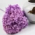 Import Yunnan Hot Sale Natural Preserved Flower Preserved Anna Hydrangea with Stem for Wedding Decoration from China