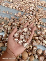 High Quality Betel Nuts / Areca Nuts