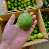 Seedless Lime from Vietnam