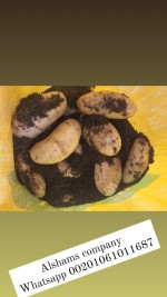 Egyptian Fresh Potatoes