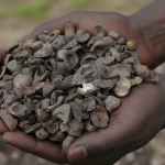 Premium Palm Kernel Shell (PKS) Biomass fuel for industrial energy