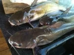 Fresh Fish