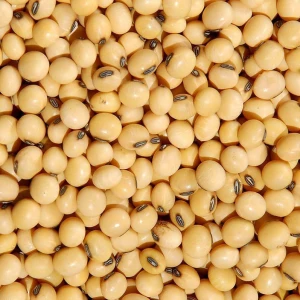 Organic soybeans