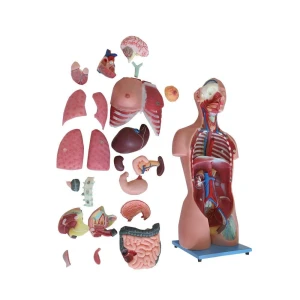 85cm Human Trunk Soft Silicone Anatomy Model