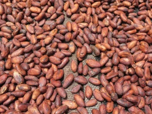 rich flavour Cocoa