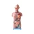 Import 85cm Human Trunk Soft Silicone Anatomy Model from China