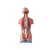 Import 85cm Human Trunk Soft Silicone Anatomy Model from China