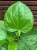 Import Betel Leaves from Thailand