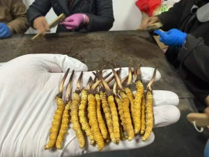 Cordyceps Sinensis
