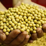 100% Natural Organic Yellow Soybeans High Protein & Fiber Non-GMO Fresh Bulk Packaging for Export and Wholesale
