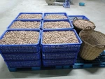 Roasted Cashew Nut