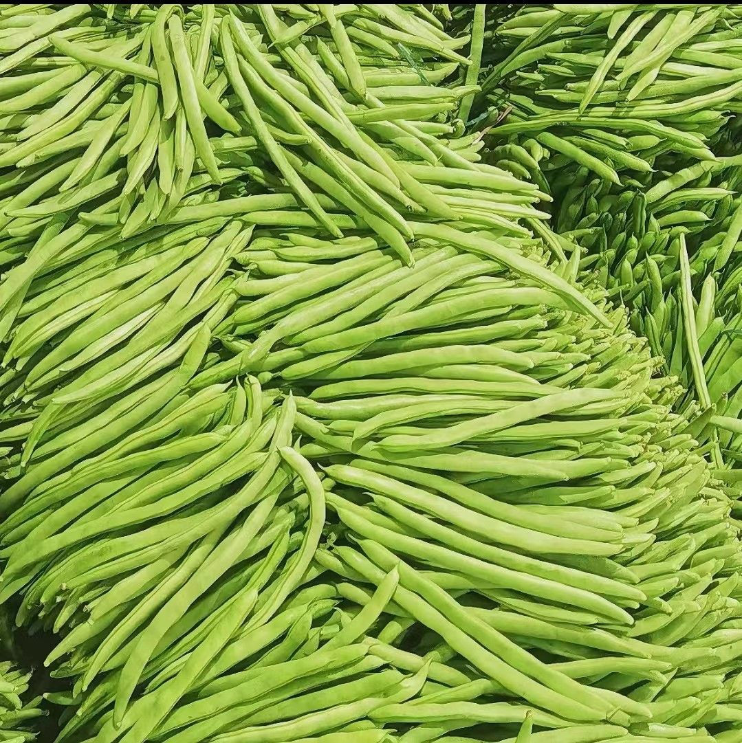 Buy Green Beans from Integrated Fruit and Vegetable Free Trade Co., Ltd
