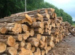 Premium Keruing Logs Bulk Supply High Quality Hardwood Export Grade Material