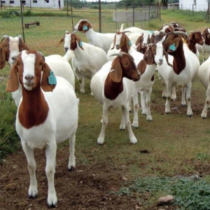 Top Best Quality Prices 100% Full Blood Live Boer Goats, Mature Boar Goat For Sa