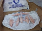 Chicken Meat