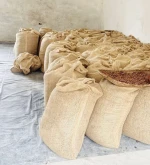 Cocoa beans