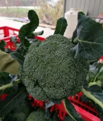 broccoli