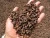 Import Cloves from South Africa