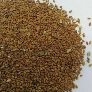 Camelina Sativa Seed For Producing Oil & Animal Feed