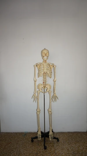 170cm Life Size Medical With Ligament Human Anatomy Skeleton 3D Model