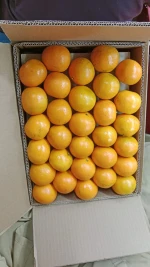 citrus fruit tangerine mandarine kinnow