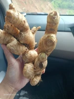 Fresh Ginger