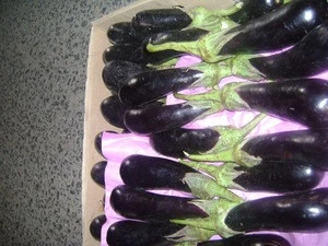100% Fresh Vegetable Brinjal / Eggplant / Aubergine..