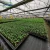 Import 200 Micron LDPE UV Transparent Agricultural Plastic Film Greenhouse from China