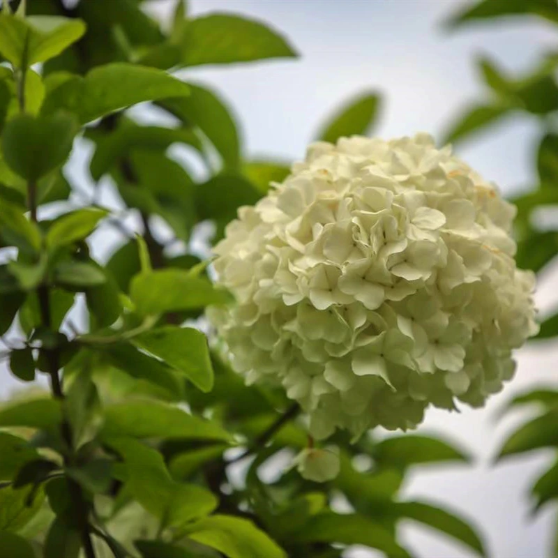 2019 Fresh Chinese Flower Seeds, White Hydrangea Tree Seeds, Seedlings For Planting