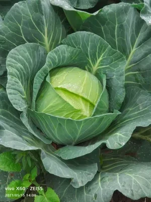 2021 New Crop Hot Sale Fresh Chinese Cabbage 4-6 PCS in 10kg Carton Supplying From Shandong Hebei Xiamen