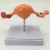 Import Advanced PVC female reproductive organs uterus ovaries and vaginal anatomy for Medical,demonstration, education application from China