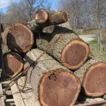 African Hard Wood Timber Logs & Lumber For Sale , West Africa Timber Logs , Cheap Hardwood Logs For Sale