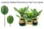 Import Artificial Calathea Plants, Artificial Calathea Orbifolia Plants in Pot from China