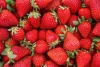 Australian Fresh Strawberries