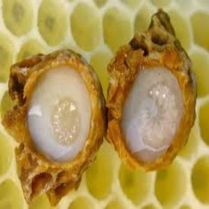 Best Royal Jelly PriceManufacturer Supply Fresh Royal Jelly for sale